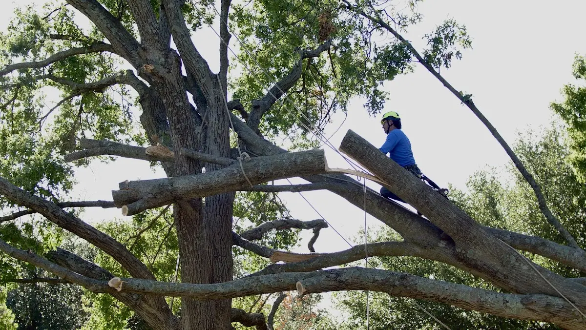 Professional Crown Thinning performed by certified arborists in Duncan