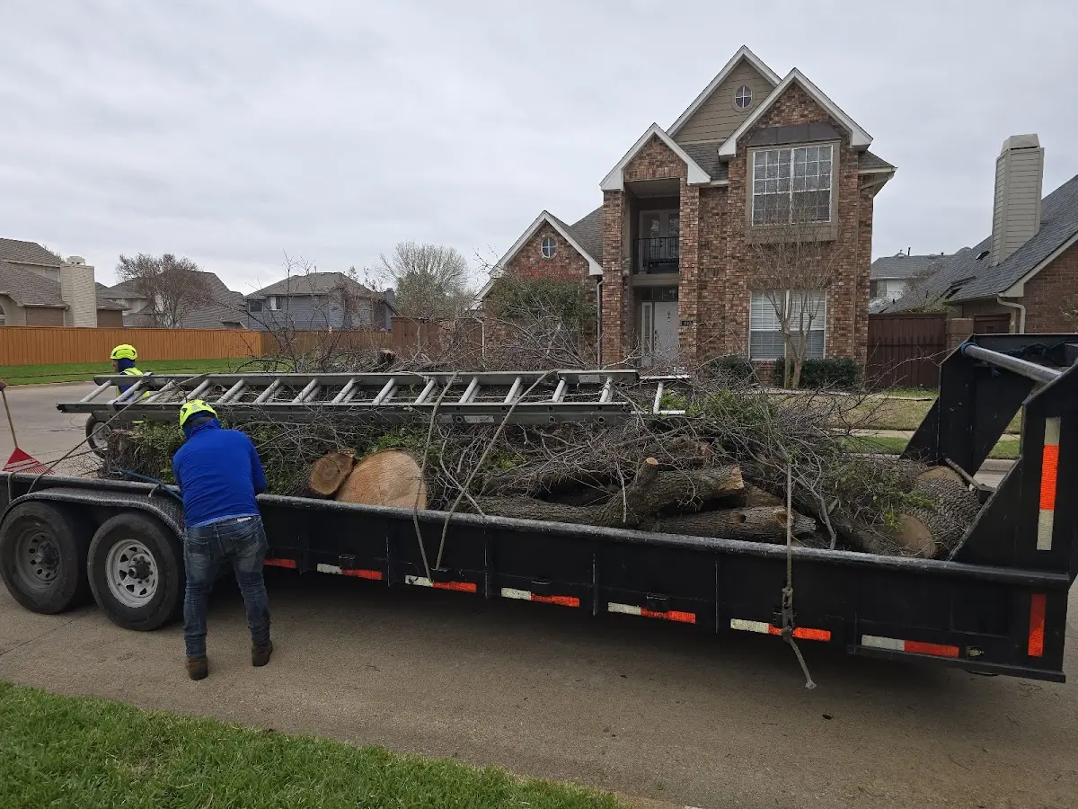 Expert Tree Removal with proper safety equipment in Duncan